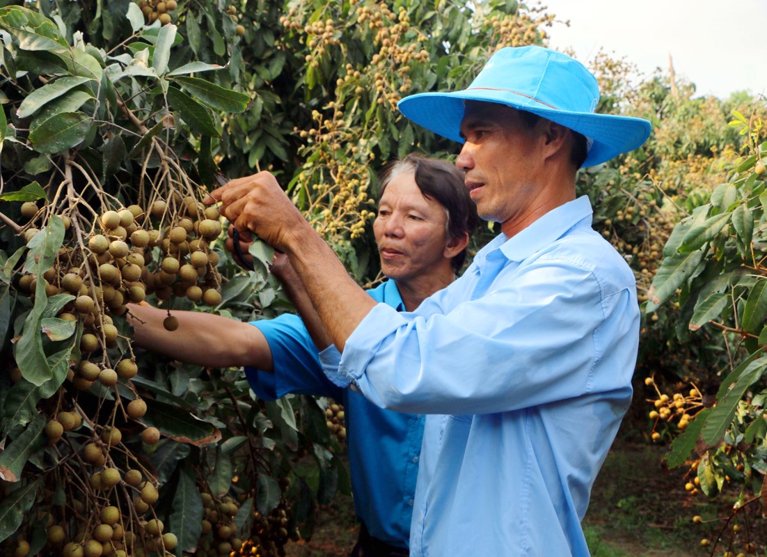 Cù Lao Dung 'thay da đổi thịt' từng ngày nhờ liên kết sản xuất