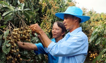Cù Lao Dung &#039;thay da đổi thịt&#039; từng ngày nhờ liên kết sản xuất