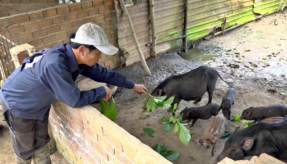 Liên kết nuôi heo đen bản địa, mở hướng thoát nghèo cho người dân Nam Giang