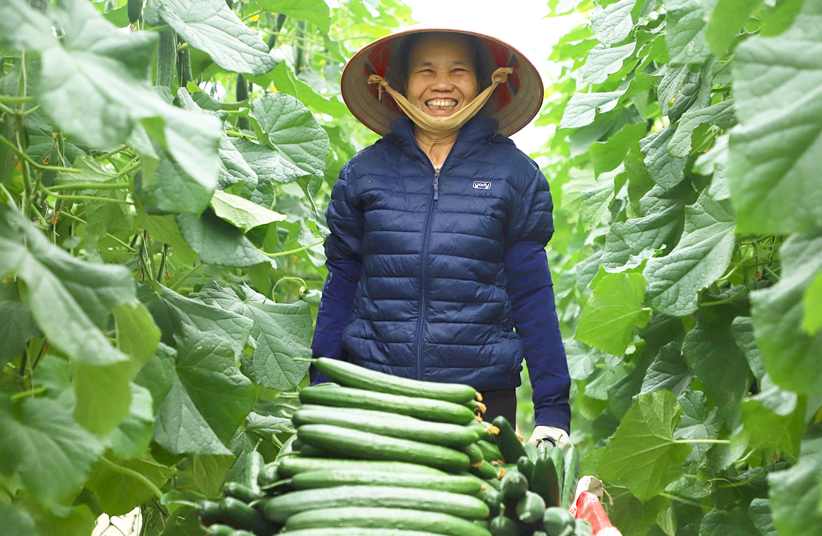 Bứt phá cùng công nghệ, nông dân Hải Dương kiếm bộn tiền từ cây trồng quen thuộc