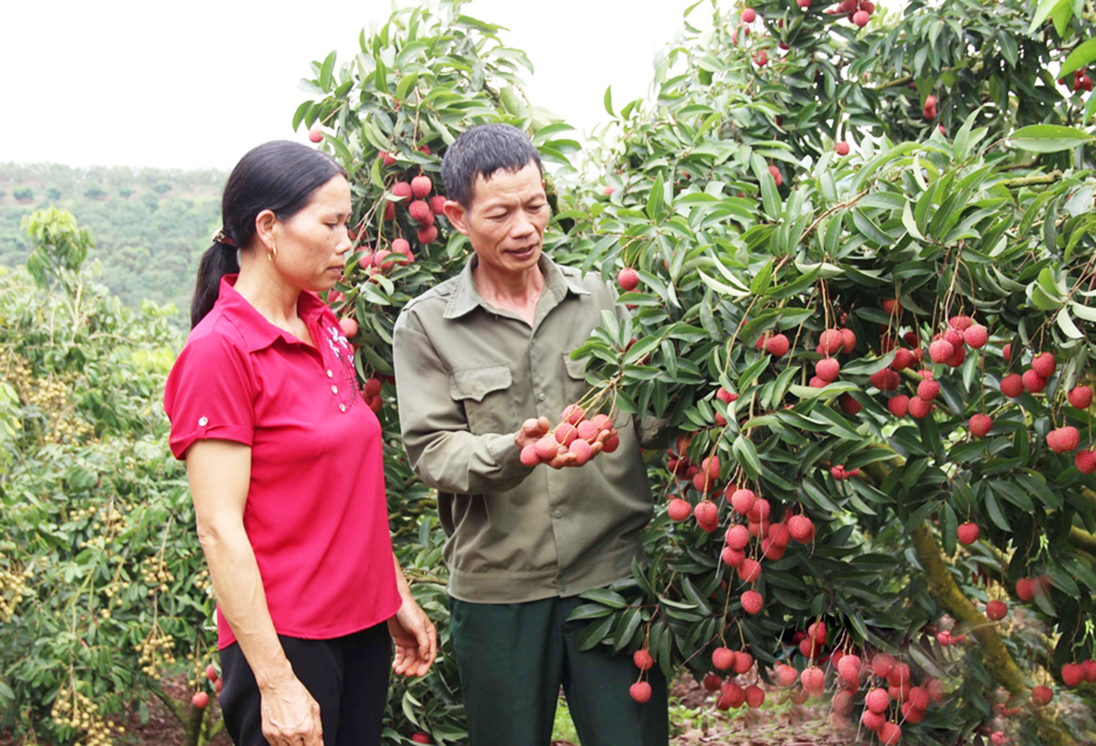 'Thắp lửa' làm giàu từ những khu vườn bạc tỷ ở huyện vùng cao tỉnh Bắc Giang
