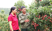 &#039;Thắp lửa&#039; làm giàu từ những khu vườn bạc tỷ ở huyện vùng cao tỉnh Bắc Giang
