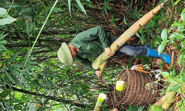 Liên kết chuỗi góp phần giảm nghèo ở Yên Bái