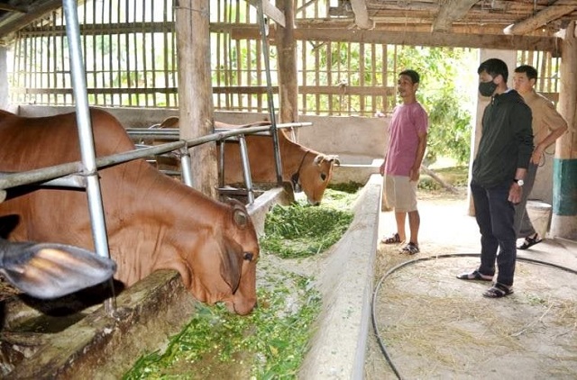 Mở hướng thoát nghèo từ chăn nuôi tập trung ở Tuần Giáo
