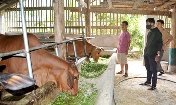 Mở hướng thoát nghèo từ chăn nuôi tập trung ở Tuần Giáo