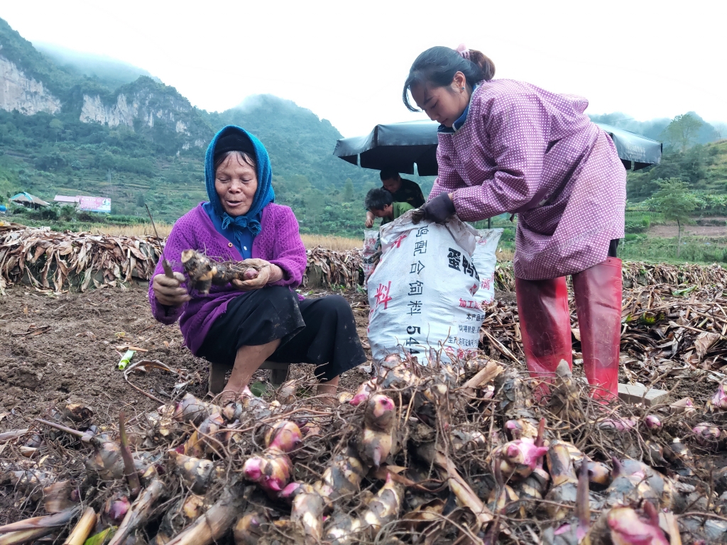 Miến dong Nguyên Bình: Sợi nguồn sinh kế, đòn bẩy thoát nghèo