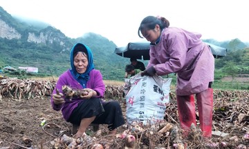 Miến dong Nguyên Bình: Sợi nguồn sinh kế, đòn bẩy thoát nghèo