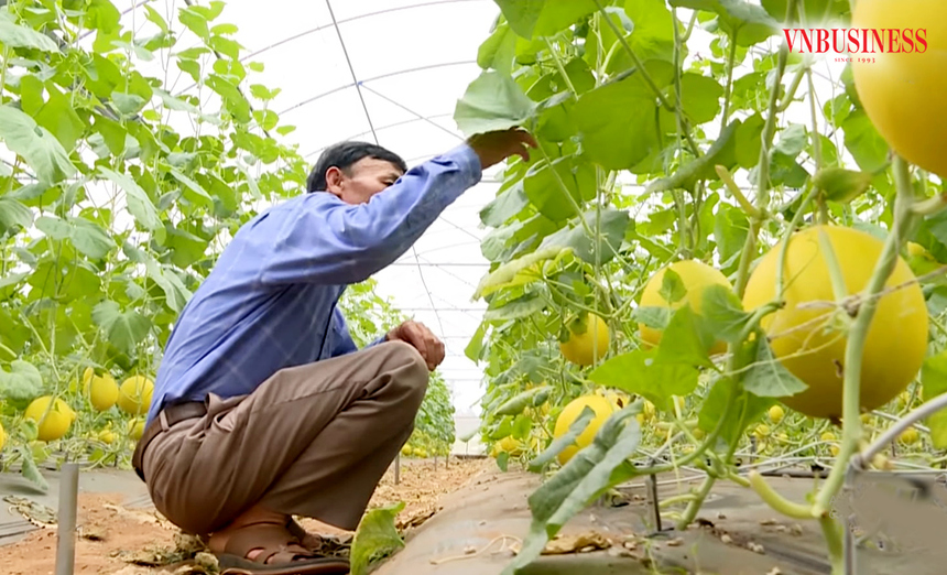 Nghệ An nâng tầm trái cây, làm giàu từ các mô hình kinh tế hợp tác