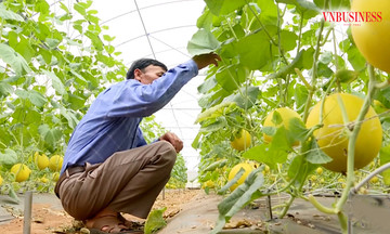 Nghệ An nâng tầm trái cây, làm giàu từ các mô hình kinh tế hợp tác