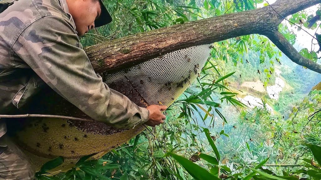 Liên kết khai thác sản vật bản địa giúp người dân Phước Lộc mở ra 'cánh cửa' thoát nghèo
