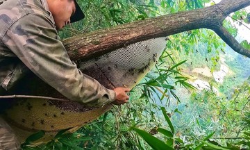 Liên kết khai thác sản vật bản địa giúp người dân Phước Lộc mở ra &#039;cánh cửa&#039; thoát nghèo