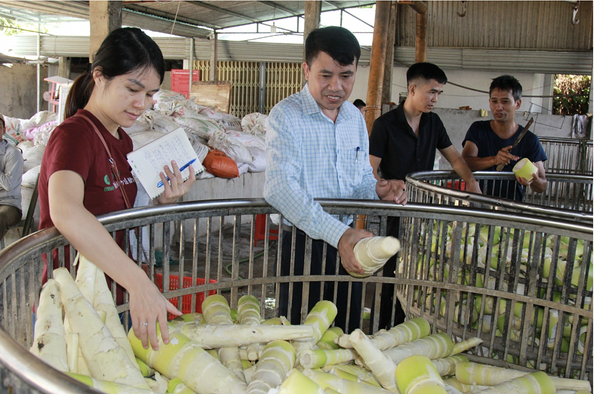 Măng tre Bát Độ trở thành ‘cây làm giàu’ cho người dân Trấn Yên