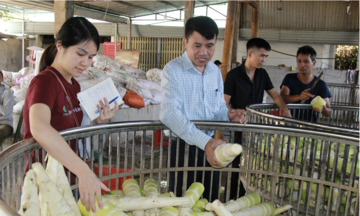 Măng tre Bát Độ trở thành ‘cây làm giàu’ cho người dân Trấn Yên