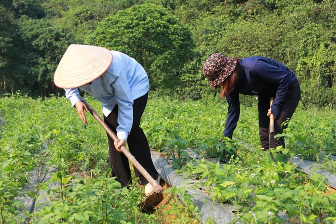 Văn Chấn phát triển cây dược liệu để... 'chữa nghèo'