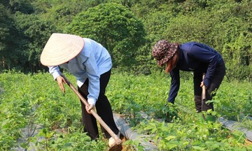Văn Chấn phát triển cây dược liệu để... &#039;chữa nghèo&#039;