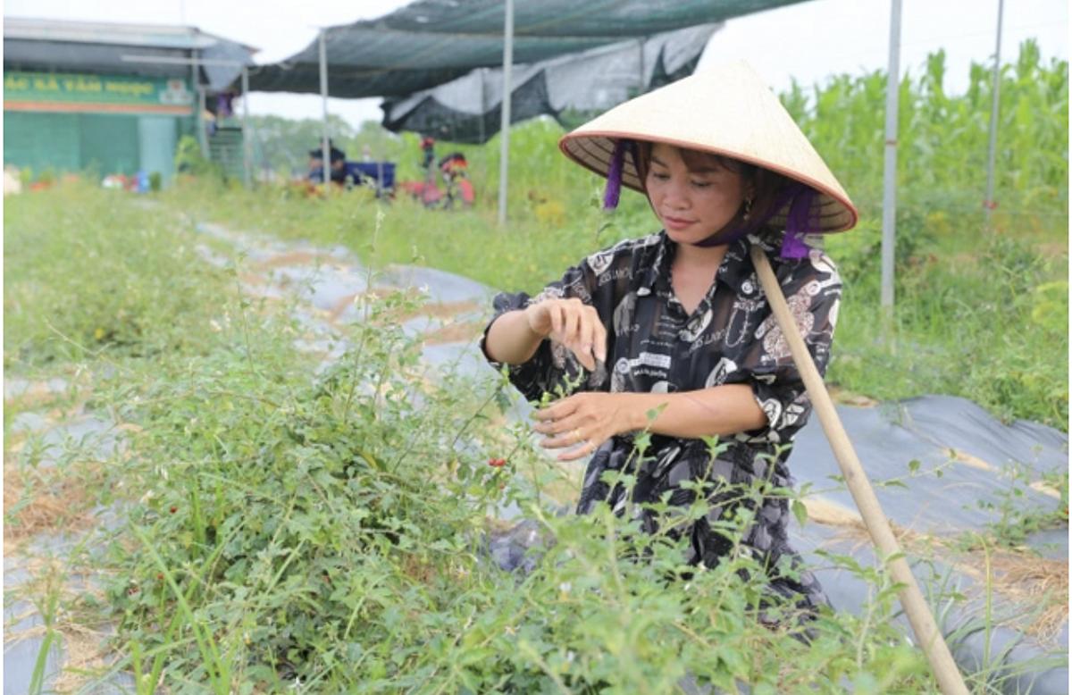 Làm giàu từ ‘cây trồng thế mạnh’