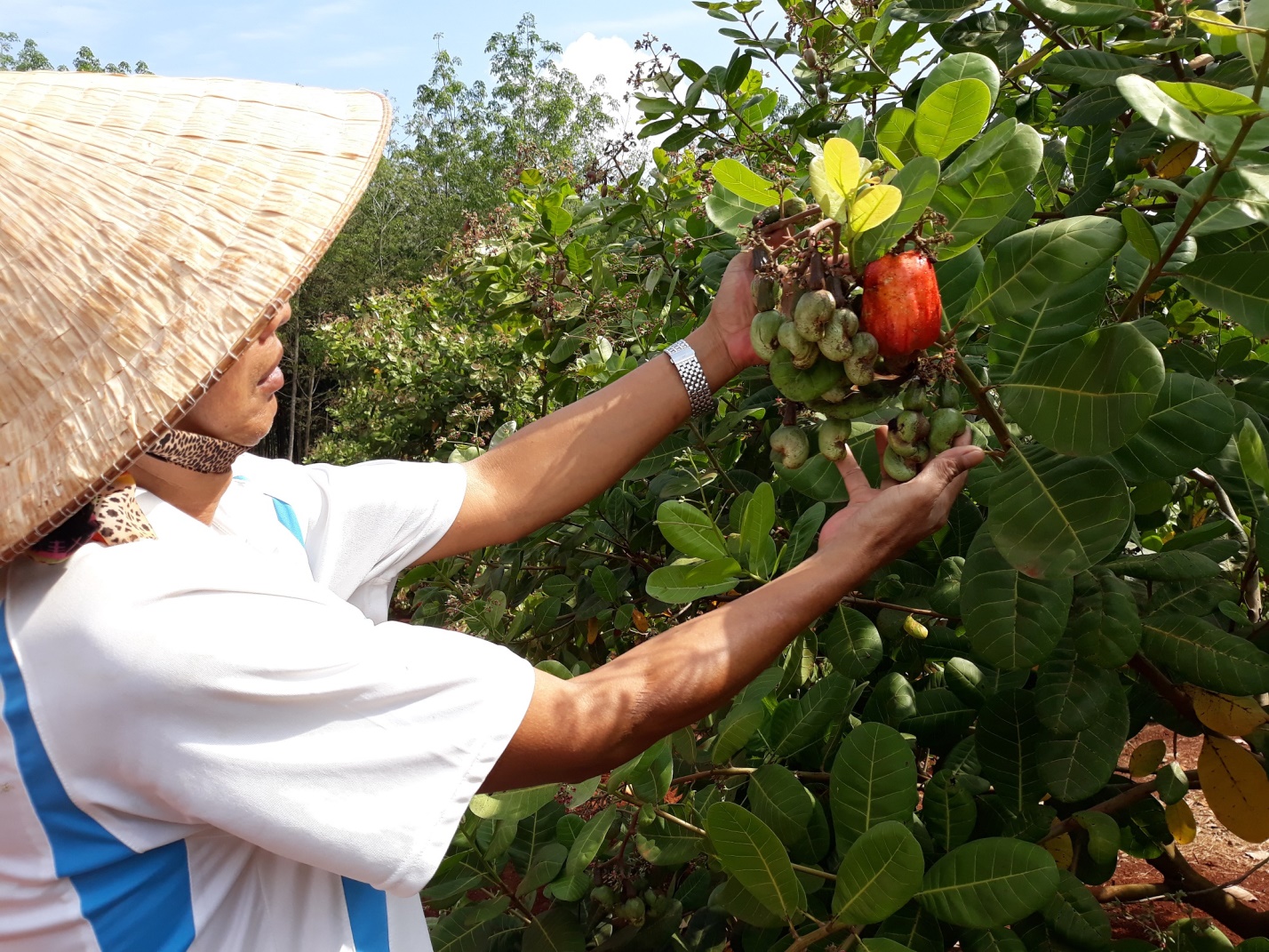 Sức sống mới trên vùng đất đỏ bazan
