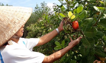 Sức 789betng mới trên vùng đất đỏ bazan
