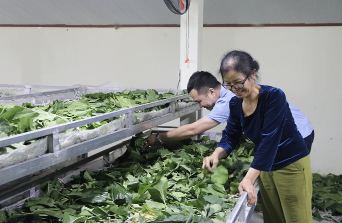 Nông dân Trấn Yên thu tiền tỷ nhờ... nghề ‘ăn cơm đứng’