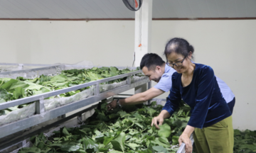Nông dân Trấn Yên thu tiền tỷ nhờ... nghề ‘ăn cơm đứng’