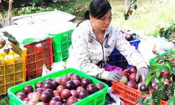 Sóc Trăng nâng tầm nông 789bet lừa đảo từ sở hữu trí tuệ