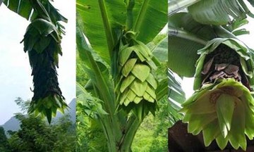 Bác Ái &#039;thức giấc&#039; nhờ thay đổi tư duy 789bet.com đăng nhập nông nghiệp