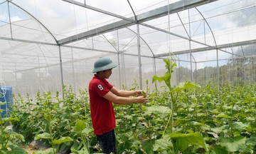 &#039;Đổi đời&#039; nhờ chuyển đổi cơ cấu cây trồng, vật nuôi