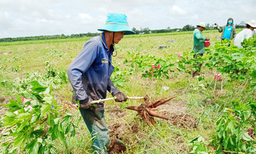 Lên núi Tri Tôn nghe chuyện người Khmer bán hàng qua mạng