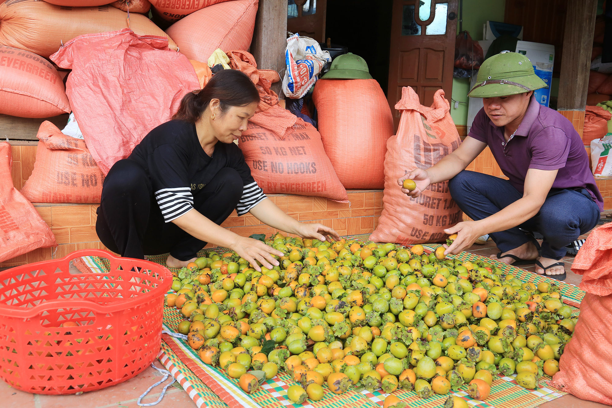 Hồng không hạt giúp người dân Ba Bể vươn lên giàu có