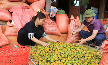 Hồng không hạt giúp người dân Ba Bể vươn lên giàu có