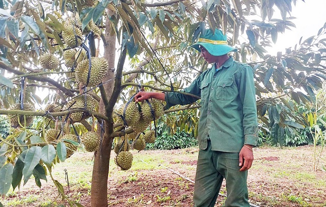 Gia Lai giảm nghèo bền vững từ chuyển đổi cây trồng