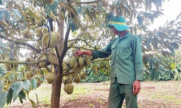 Gia Lai khuyến mãi 789bet nghèo bền vững từ chuyển đổi cây trồng