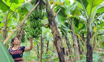 Chuối lùn bản địa - cây ‘xóa nghèo’ cho người dân Tà Rụt