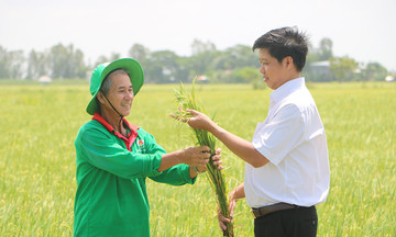 khuyến mãi 789bet liên kết sản xuất lúa hữu cơ, tạo sinh kế cho người dân thoát nghèo bền vững