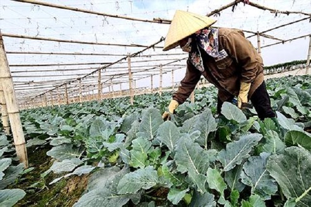 Sản xuất theo quy trình VietGAP, giúp nâng cao đời sống nông dân