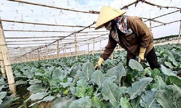 789bet 789bets.vip xuất theo quy trình VietGAP, giúp nâng cao đời sống nông dân