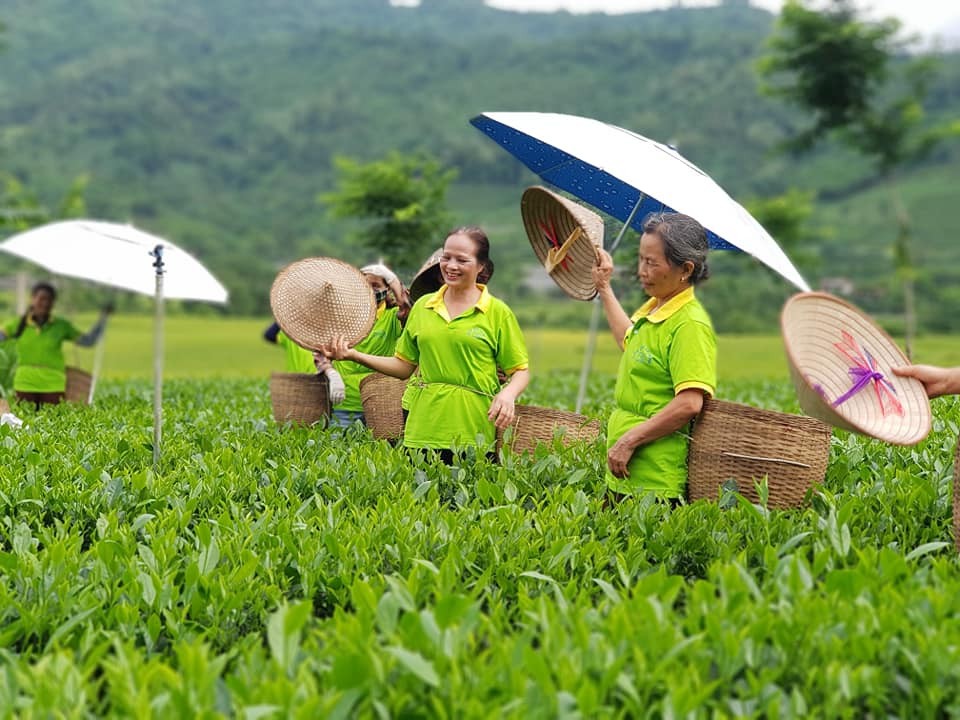 Hương chè đậm đà nâng 'vị ngọt' đời sống người nông dân ở Thái Nguyên