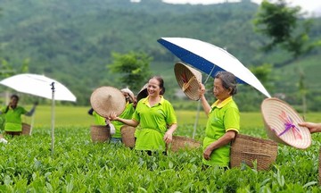 Hương chè đậm đà nâng &#039;vị ngọt&#039; đời sống người nông dân ở Thái Nguyên