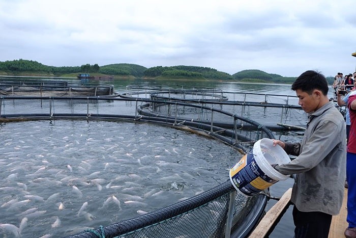 Nông dân Yên Bình kiếm bộn tiền nhờ nuôi loại đặc sản bản địa có nguồn gen quý