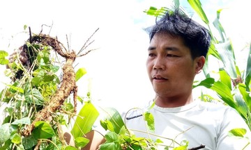 Trồng đẳng sâm mở ra con đường làm khuyến mãi 789bet tế hiệu quả cho bà con vùng cao biên giới Ch’Ơm