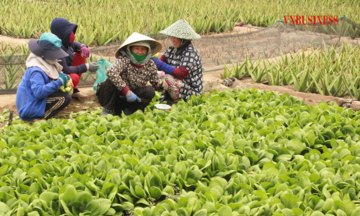 Vai trò của HTX trong xoá đói giảm nghèo tại Tiền Giang