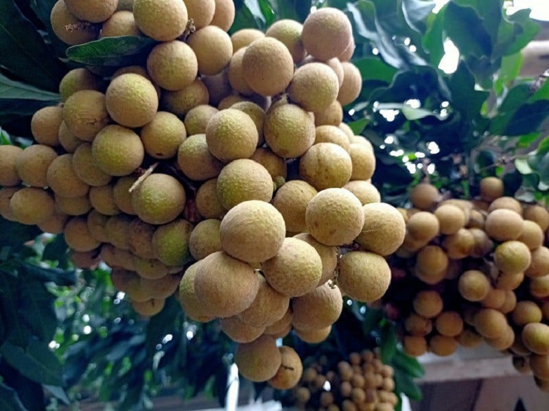 Trồng nhãn trái vụ trên đất cằn, người dân huyện miền núi xứ Thanh thu “trái ngọt”