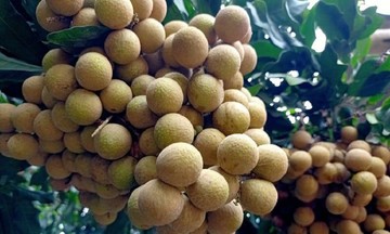 Trồng nhãn trái vụ trên đất cằn, người dân huyện miền núi xứ Thanh thu “trái ngọt”