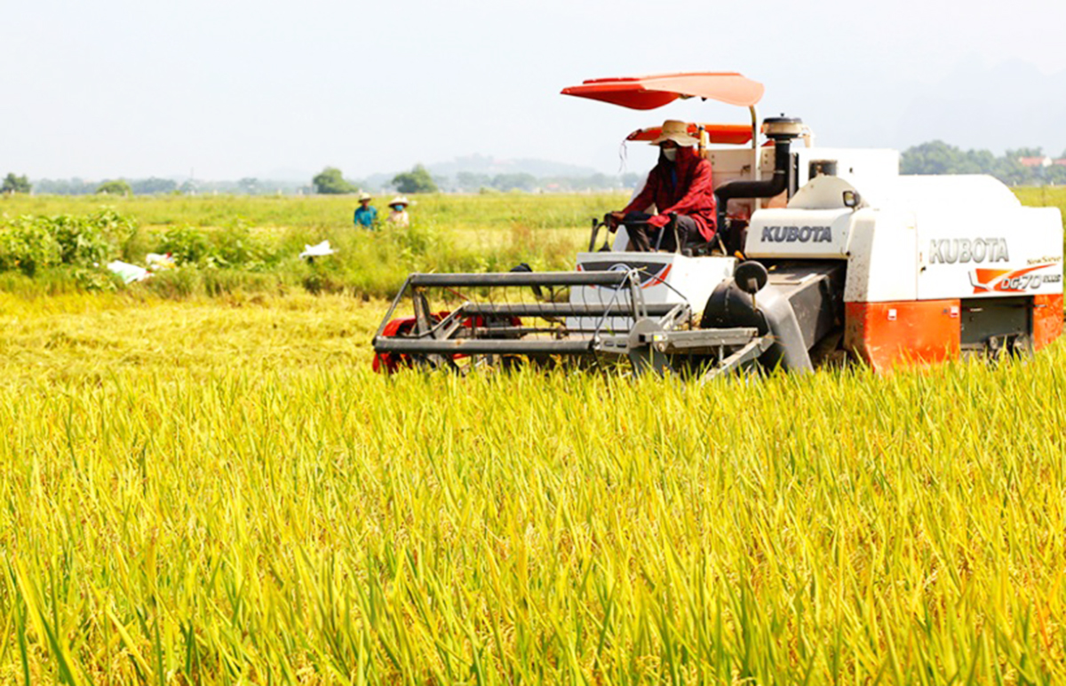 Nho Quan chuyển mình từ nông nghiệp sinh thái