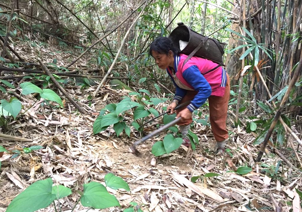 Cải thiện sinh kế cho đồng bào dân tộc thiểu số ở A Roàng bằng kinh tế dưới tán rừng