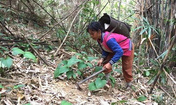 Cải thiện sinh kế cho đồng bào dân tộc thiểu số ở A Roàng bằng kinh tế dưới tán rừng