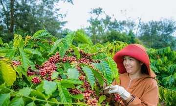 Liên tục tăng giá kỷ lục, cách nào để cà phê Việt giữ &#039;phong độ&#039;?