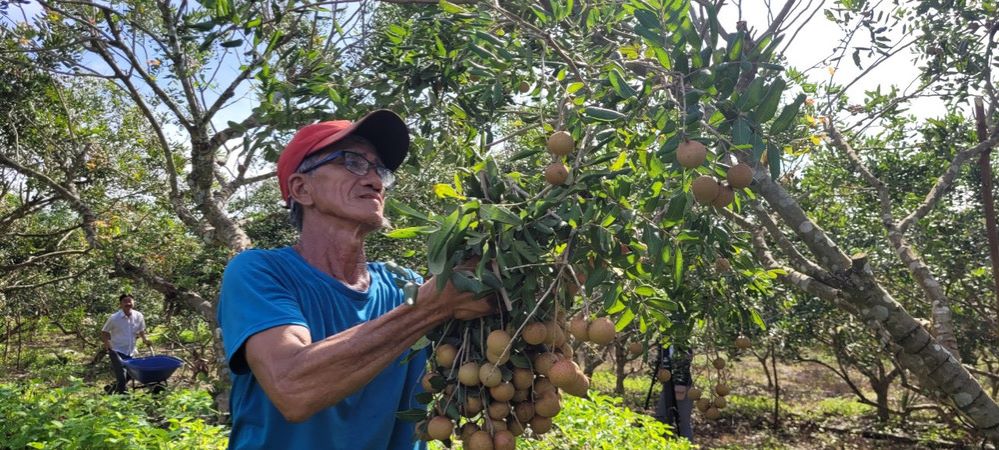 'Nhân đôi' giá trị nông sản nhờ gắn chặt sản xuất với chế biến