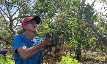 &#039;Nhân đôi&#039; giá trị nông sản nhờ gắn chặt sản xuất với chế biến