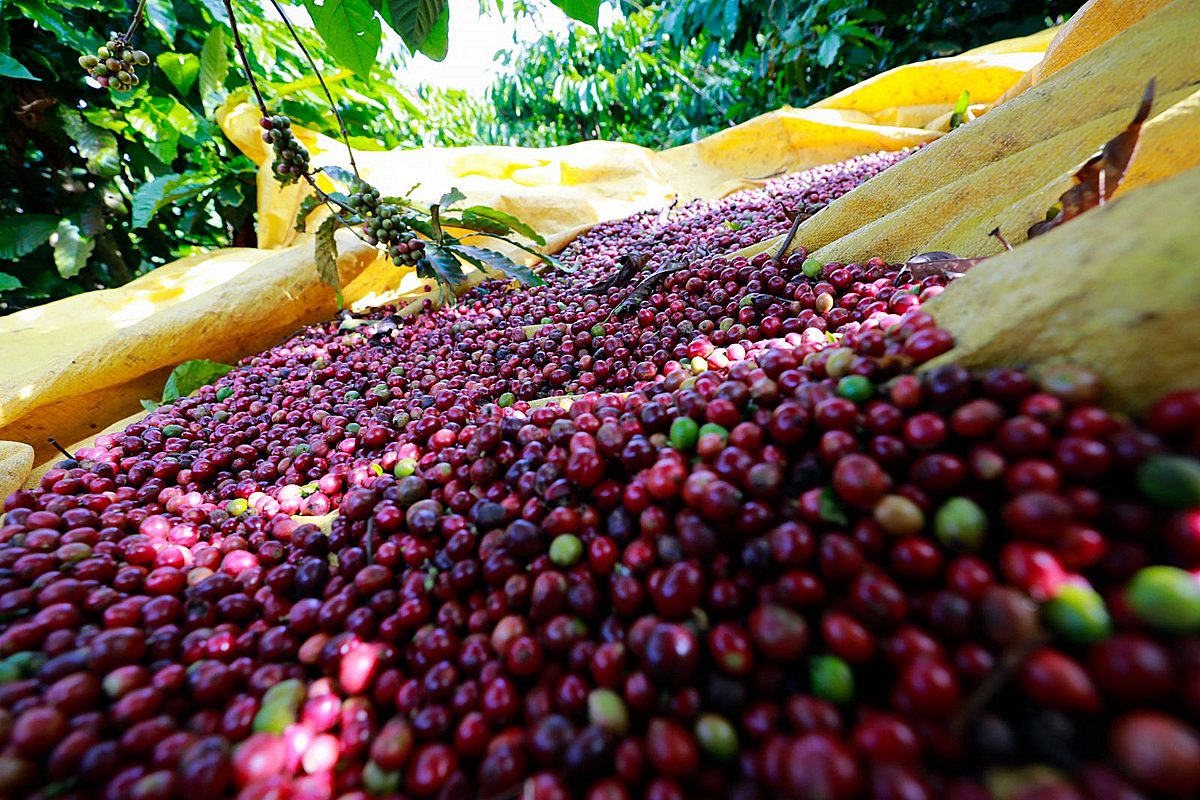 Cà phê giảm 300 đồng/kg, thị trường sắp thiết lập mặt bằng giá mới?
